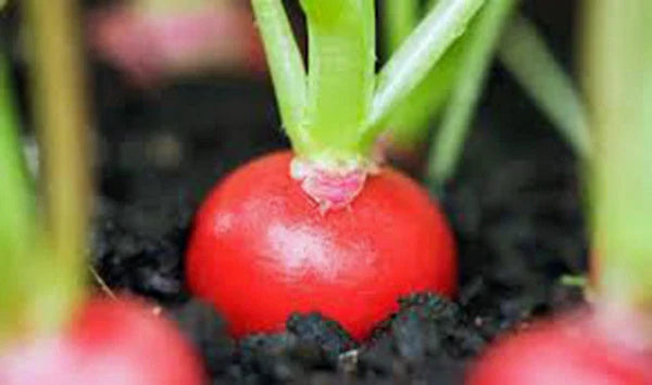 Radish Seeds - Cherry Belle Heirloom Variety - Crisp Tasty Peppery Flavor - 50+ Seeds