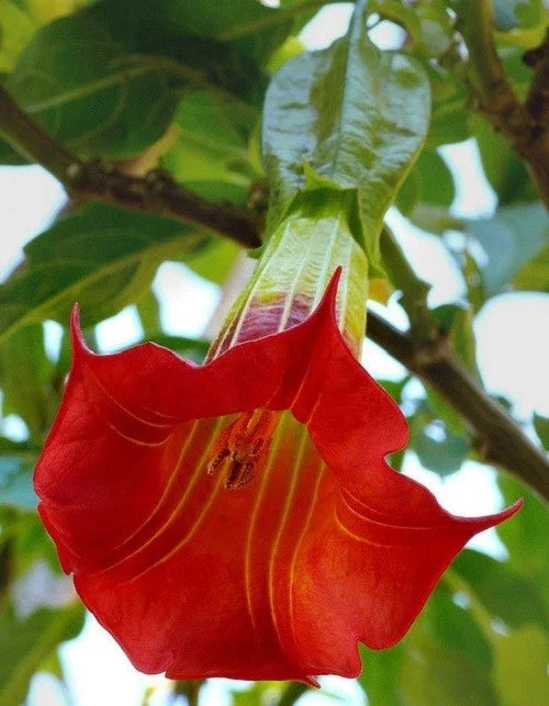 Red Angel Trumpet Seeds - 10 Pack, Fragrant Trumpet-Shaped Flowers, Brugmansia spp., Perennial Shrub for Garden & Containers