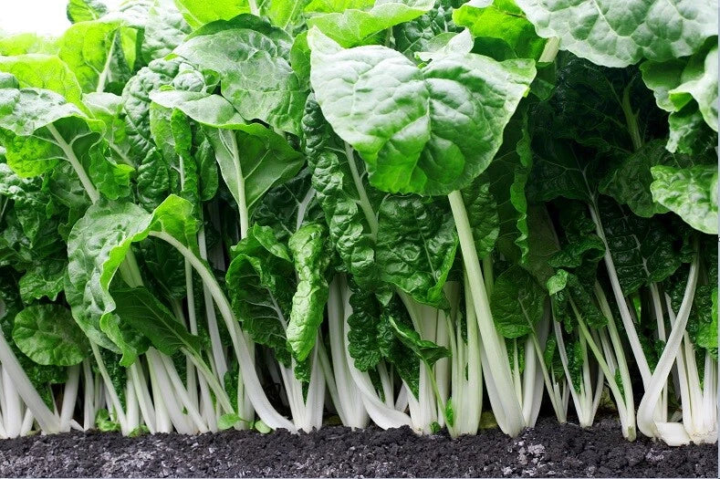 Fordhook Giant Swiss Chard Seeds - 2000 Count - Heirloom Heat Tolerant Salad Greens - Beta vulgaris subsp. cicla