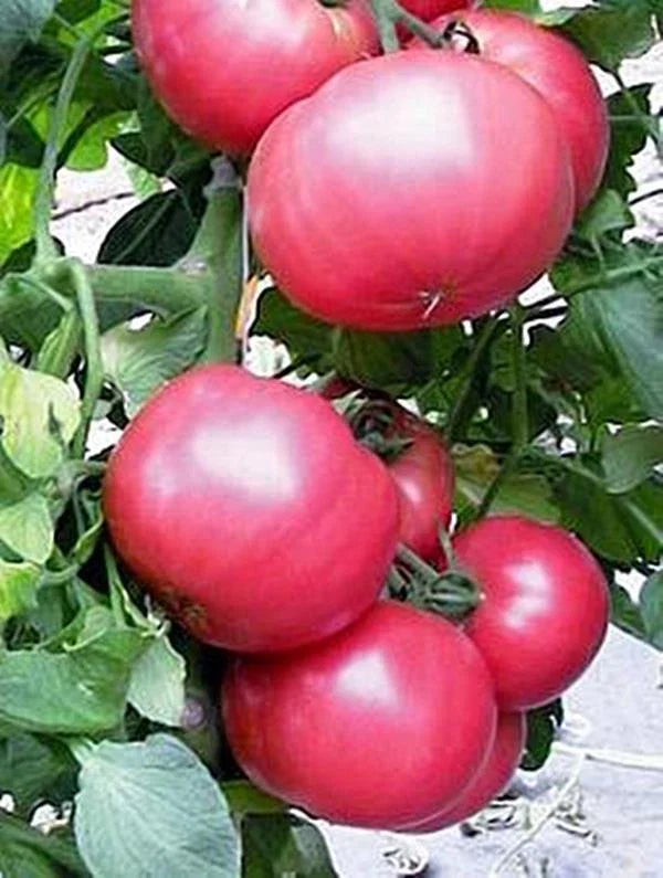 Tomato Slicer Seeds 1000 Count Chef's Choice Pink (Solanum lycopersicum) - Juicy Beefsteak for Salads & Sandwiches