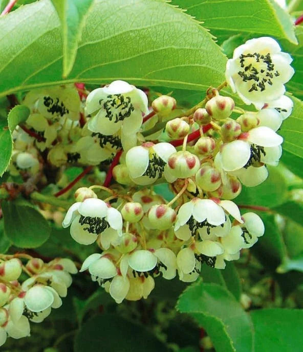 Kiwi Meader Male Pollinator Plant - Live Rooted Starter, Zones 3-9 - Actinidia deliciosa