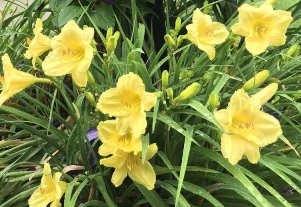 Lemon Yellow Stella Daylily Plant - Happy Returns - Bare Root - Hemerocallis 'Happy Returns' - Pack of 2 Divisions