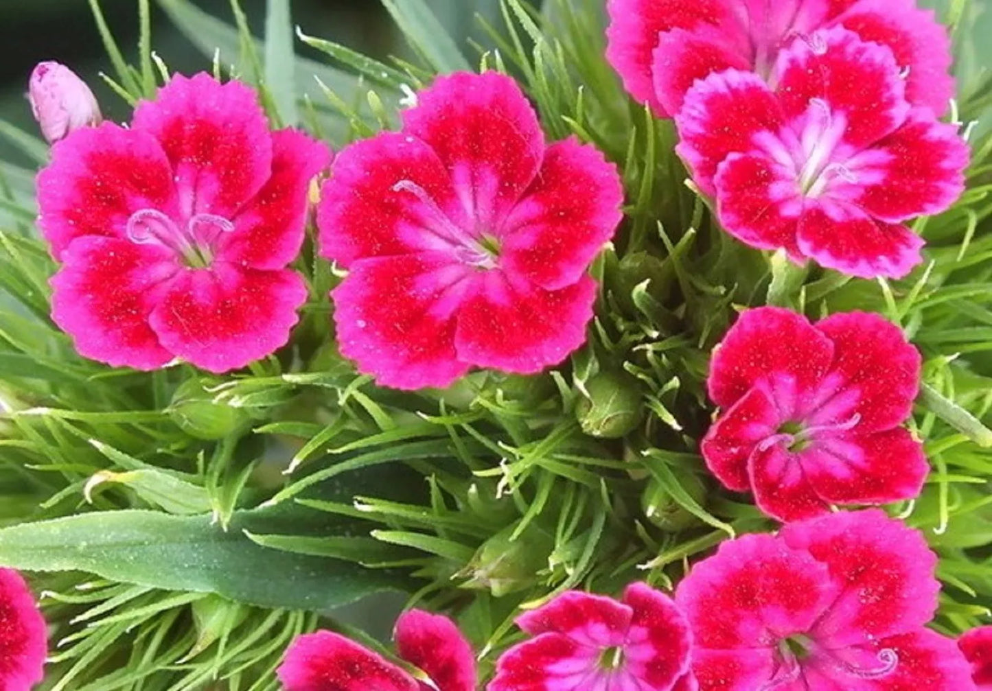 Terrace Garden Flower Seeds - 100 Non-GMO Red/Pink Virgo Seeds - Ideal for Vibrant Outdoor Displays, Perfect for Gardening