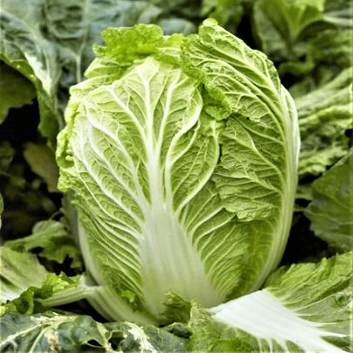 Yong Chinese Napa Cabbage Seeds - Non-GMO, USA Grown, For 2025 Planting, Brassica rapa subsp. pekinensis