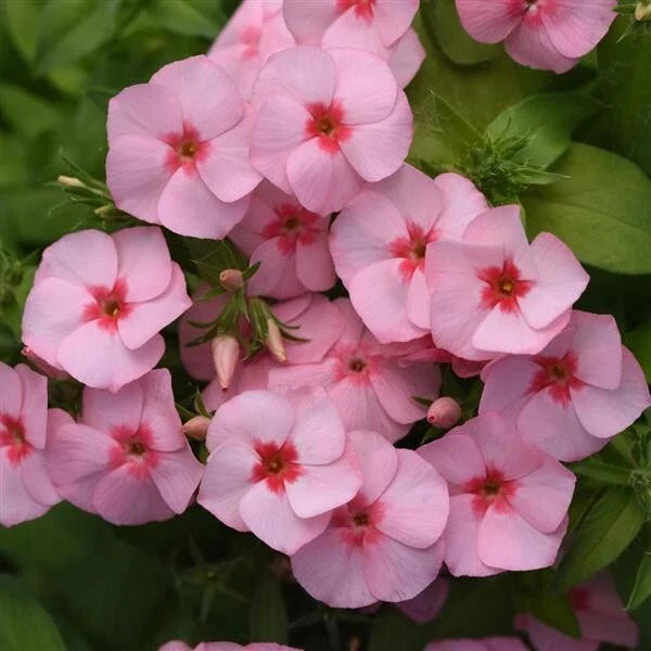 Gisele Light Pink Phlox Seeds - 100+ Count for Garden Planting - Phlox paniculata - USA Free Shipping