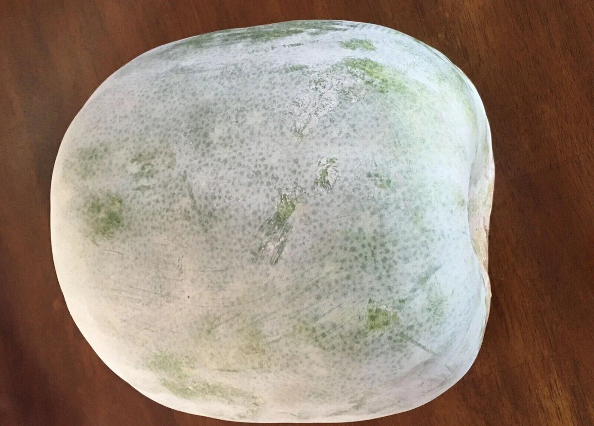 Wax Gourd Seeds - 20+ White Ash Gourd Winter Melon Dong Gua (Alu) Puhul - Cucurbita maxima - USA