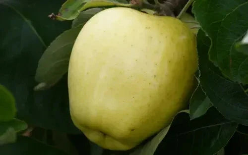 Yellow Transparent Apple Seeds - 25+ Pack for Garden Planting - Malus domestica - USA Shipping