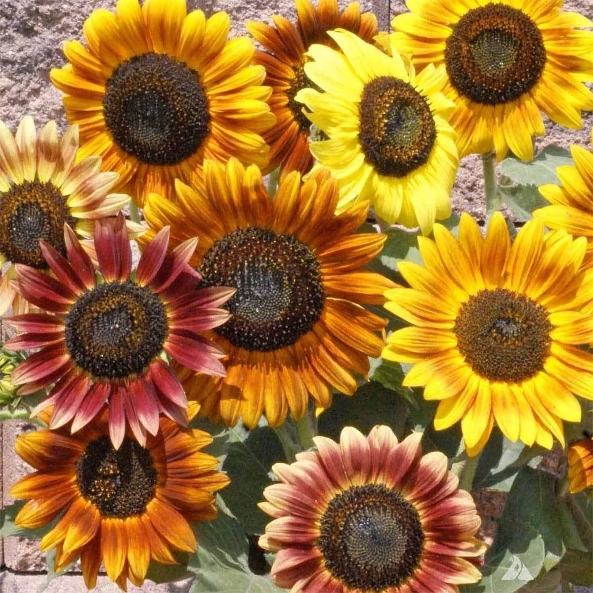 Sunflower Seeds Mix 100+ Count Crazy Mix 15+ Varieties Helianthus annuus Easy to Grow