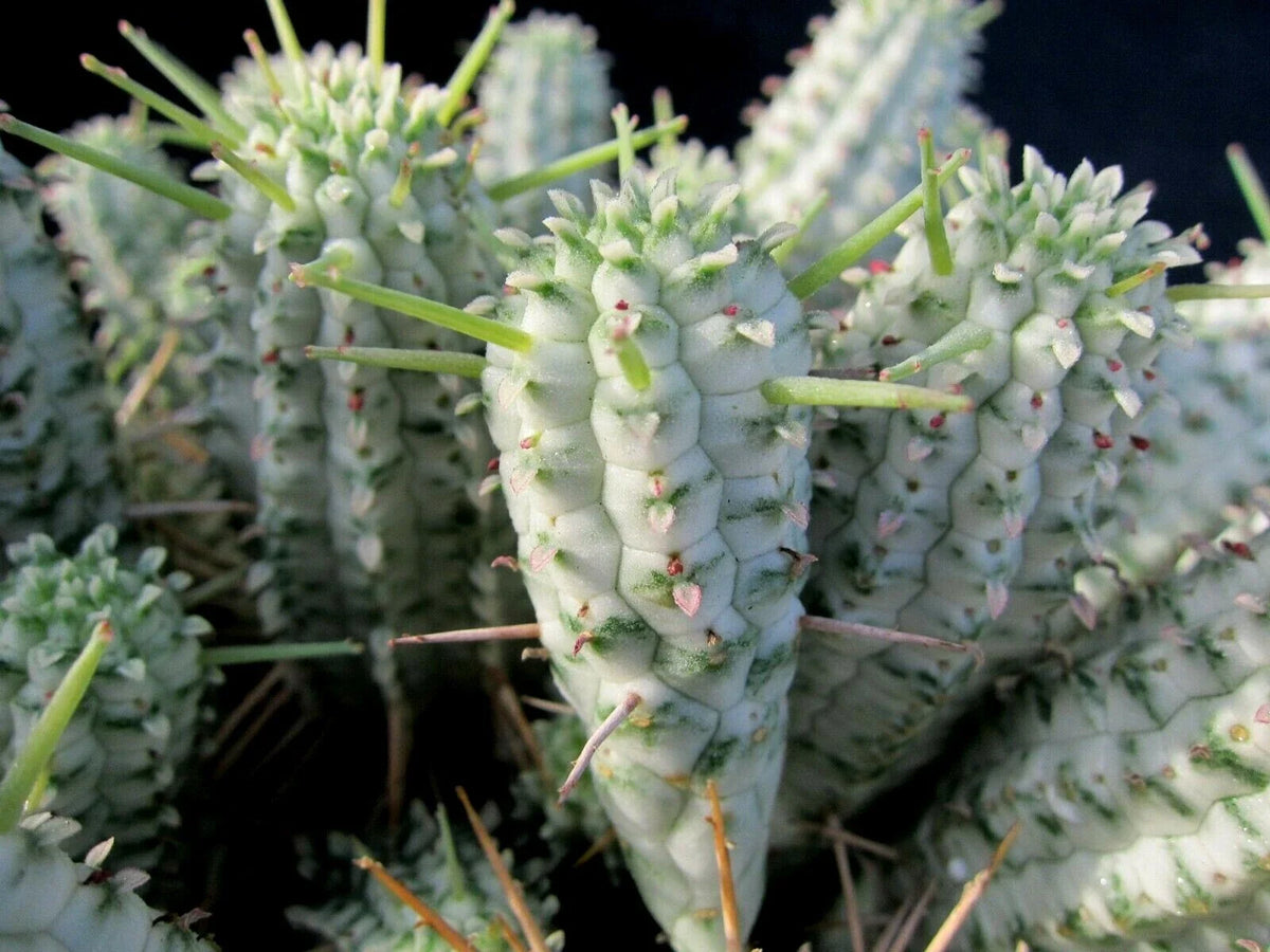 Euphorbia Mammillaris Variegated Cuttings - Indian Corn Cob Cactus Succulents - 2 Pieces for Planting or Propagation