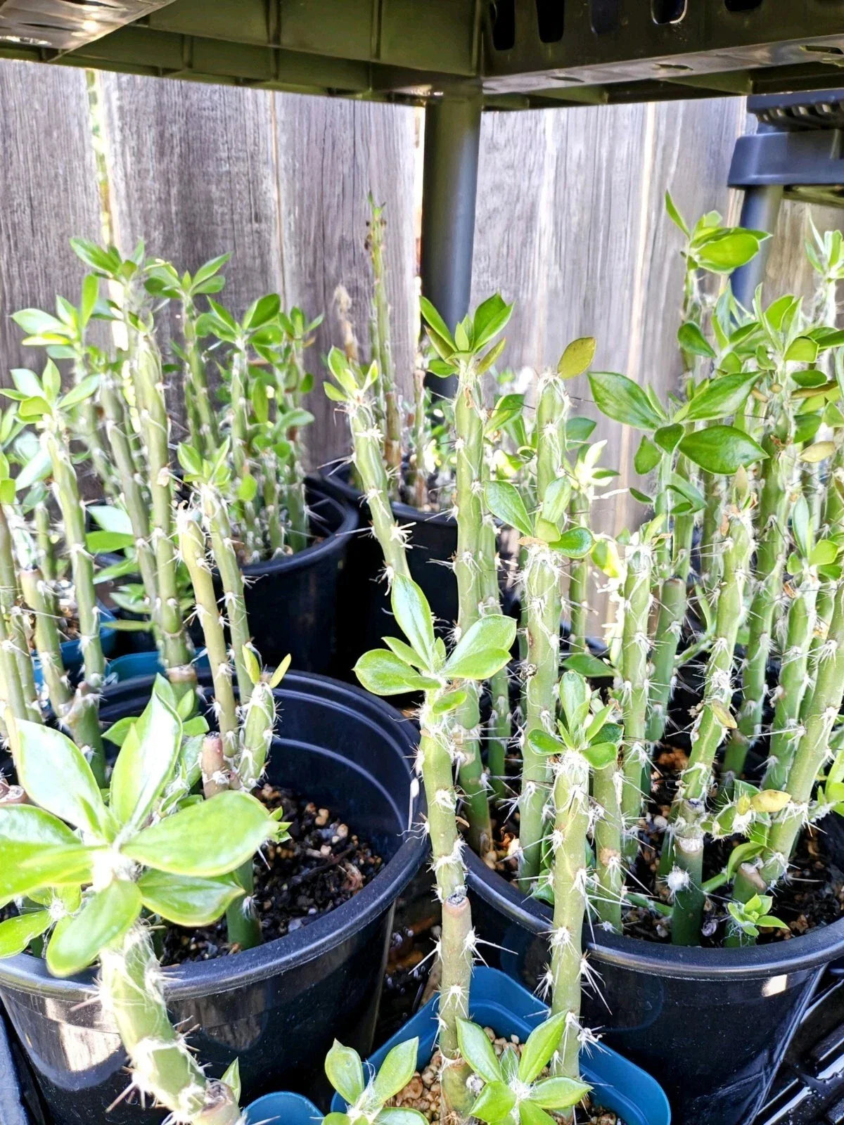 Pereskiopsis spathulata - 5 Unroot Cuttings - Ideal for Grafting and Propagation