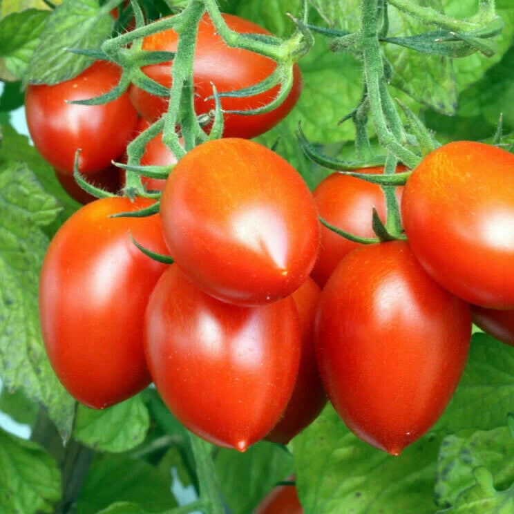 Roma Tomato Seeds | Italian Plum Variety | Amish Paste & San Marzano | Heirloom Vegetable Seed 2024