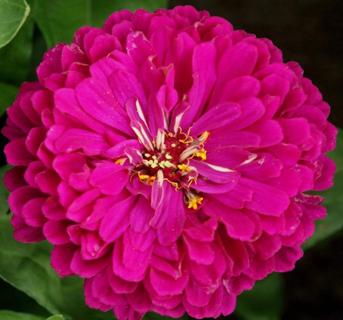Purple Prince Zinnia Seeds - 100+ Non-GMO Seeds for Vibrant Garden - Zinnia elegans