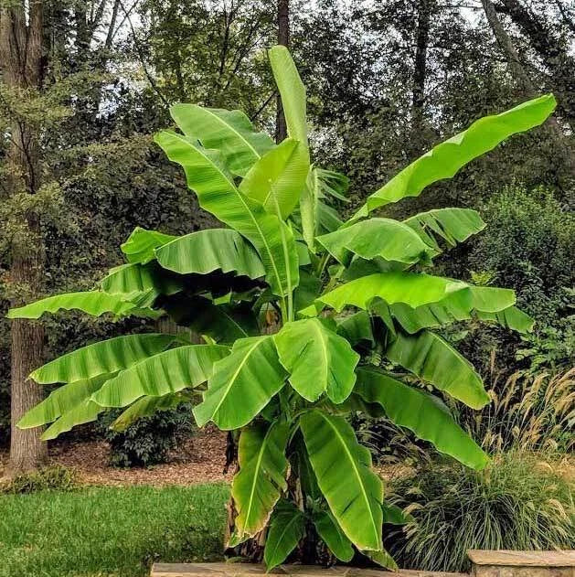 Cold Hardy Banana Tree Starter Plant - Small Rooted Musa basjoo - Well Rooted - Perfect for Zones 4-10 - Indoor/Outdoor Gardening