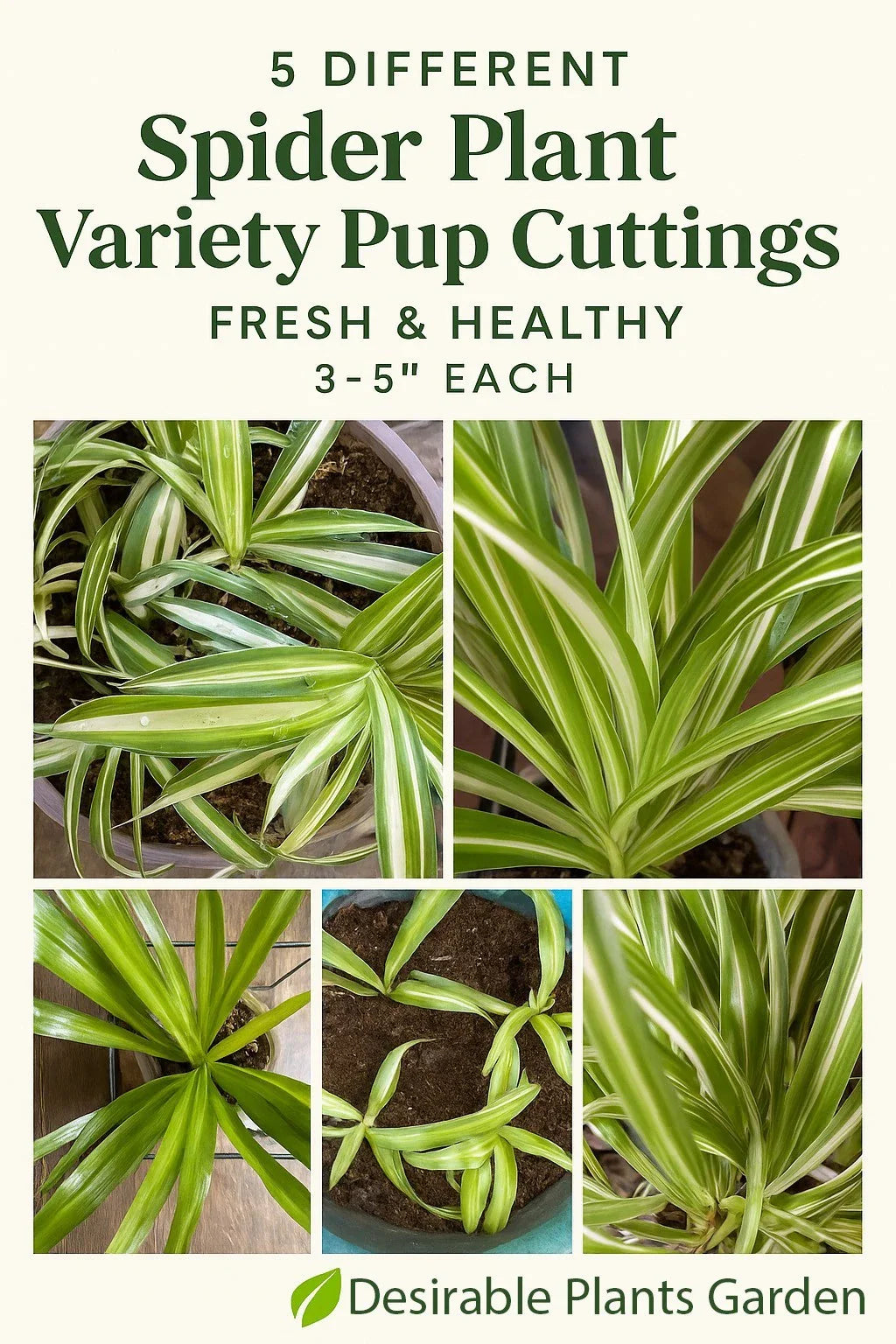 Spider Plant Cuttings - 5 Varieties - Fresh & Healthy - Chlorophytum comosum - 3–5” Each