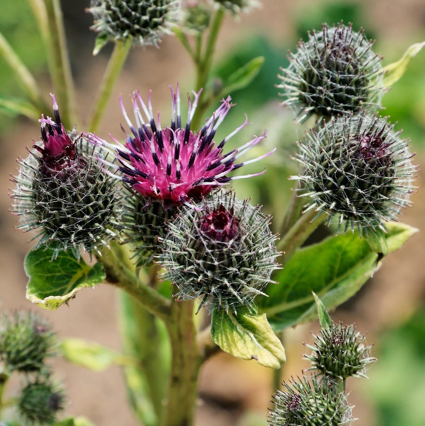 Common Burdock Seeds - 40 Count - Arctium Minus - Medicinal Herb for Gardens and Herbal Remedies