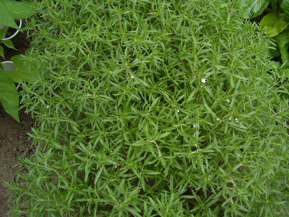Summer Savory Herb Seeds - 510 Count - Satureja hortensis - Aromatic Culinary Herb for Cooking and Gardening - GroCo