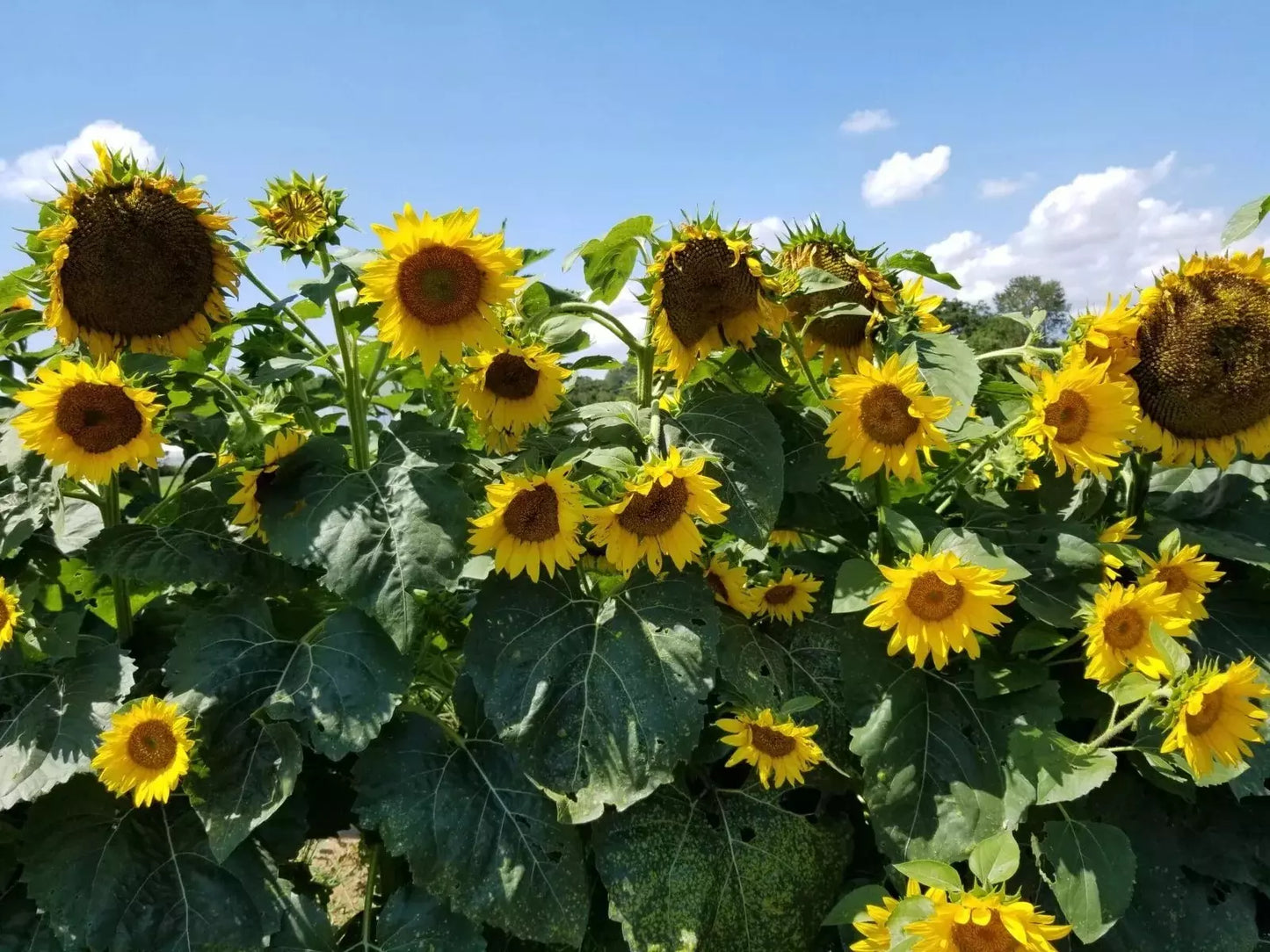 Sunflower Seeds 25+ Pack Black Oil Heirloom Non-GMO Fresh Helianthus annuus
