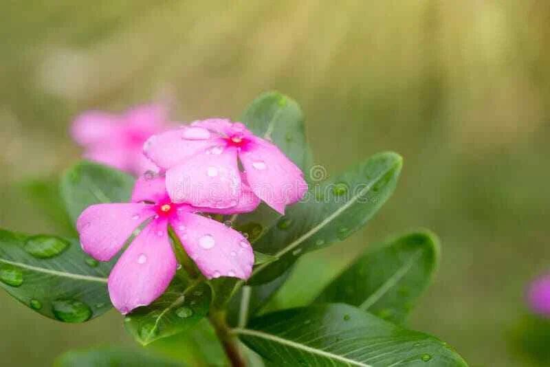 Vinca Seeds 500 Count Light Pink Sunsplash (Catharanthus roseus) - Non-California Shipping, Garden Flower Seeds