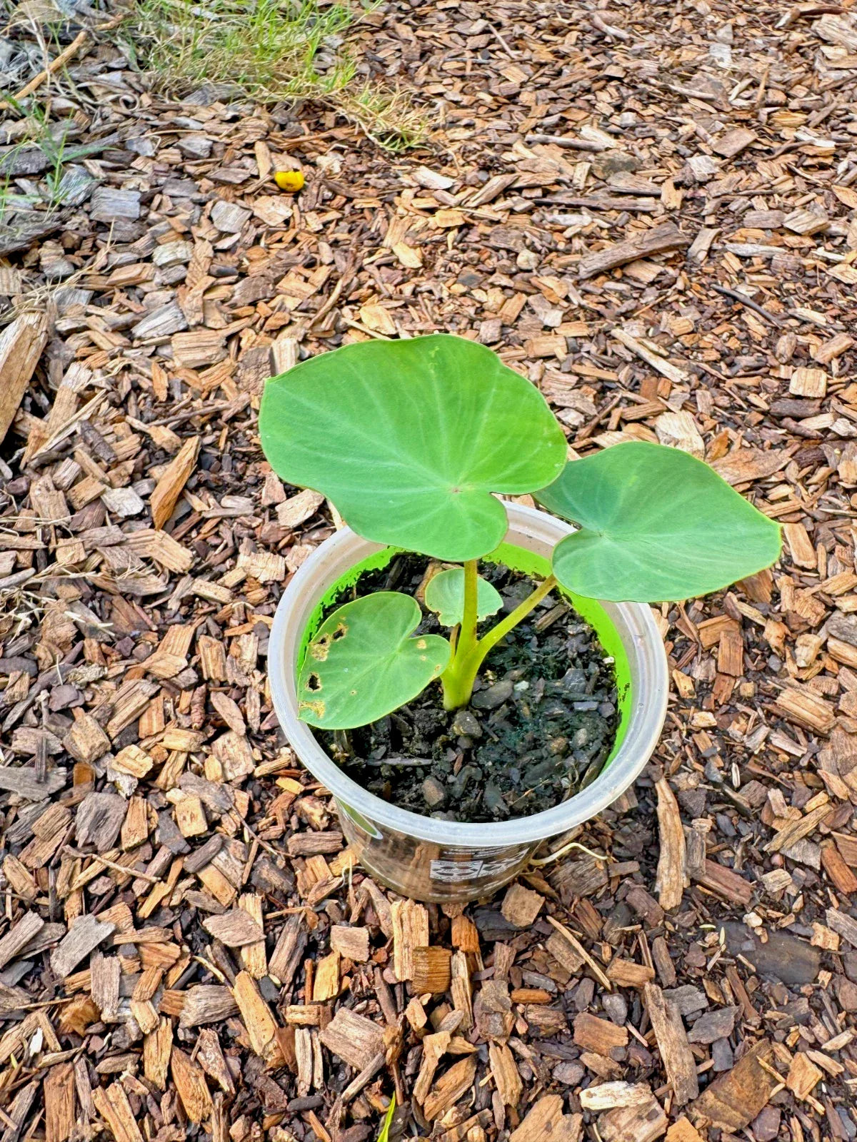 Taro Plant in Pot - Edible Root & Tropical Foliage Starter Plant - Colocasia esculenta