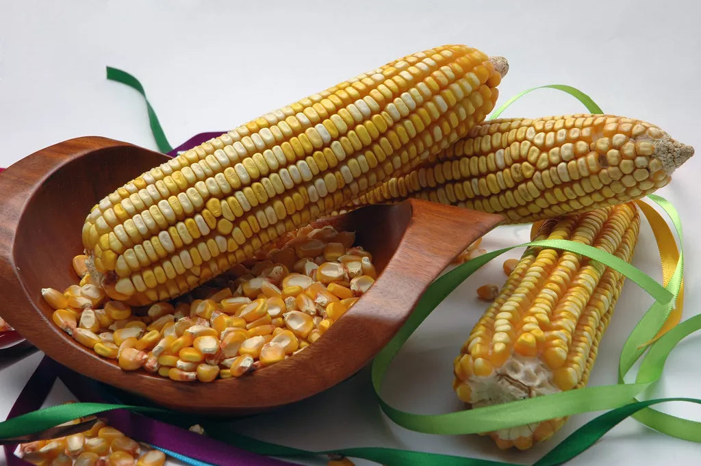 Reid's Yellow Dent Corn Seeds - 30 Pack - Heirloom Variety - Zea Mays - USA Grown