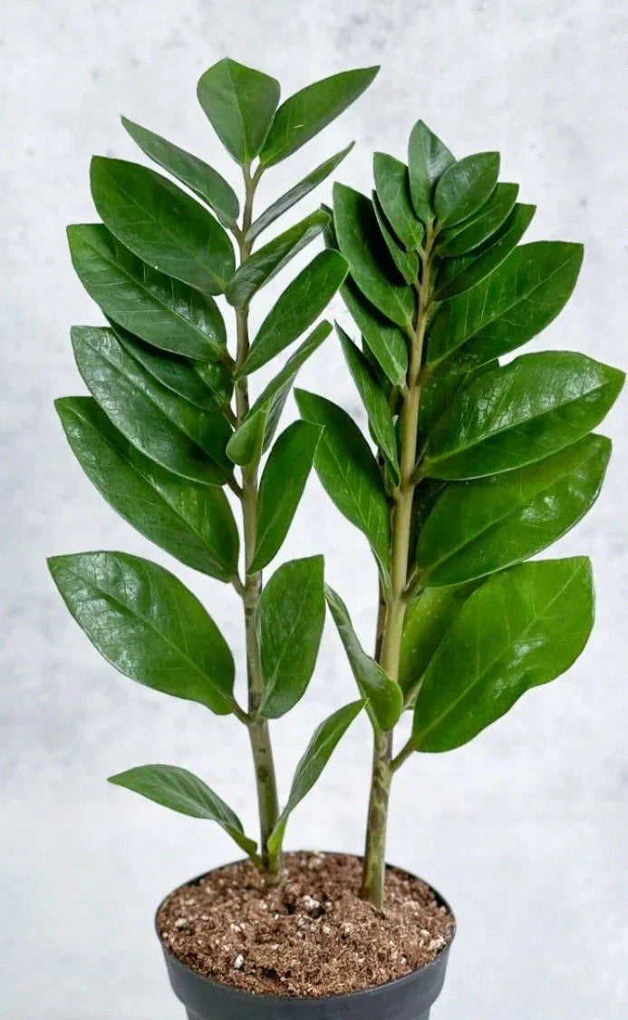 ZZ Plant Live 8-12” Rooted Green Houseplant Zamioculcas zamiifolia