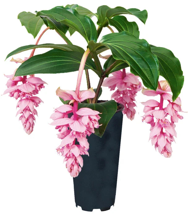 Royal ZENZ Magnifica Medinilla Starter Plant - Live Well Rooted, Very Rare Houseplant, Medinilla magnifica