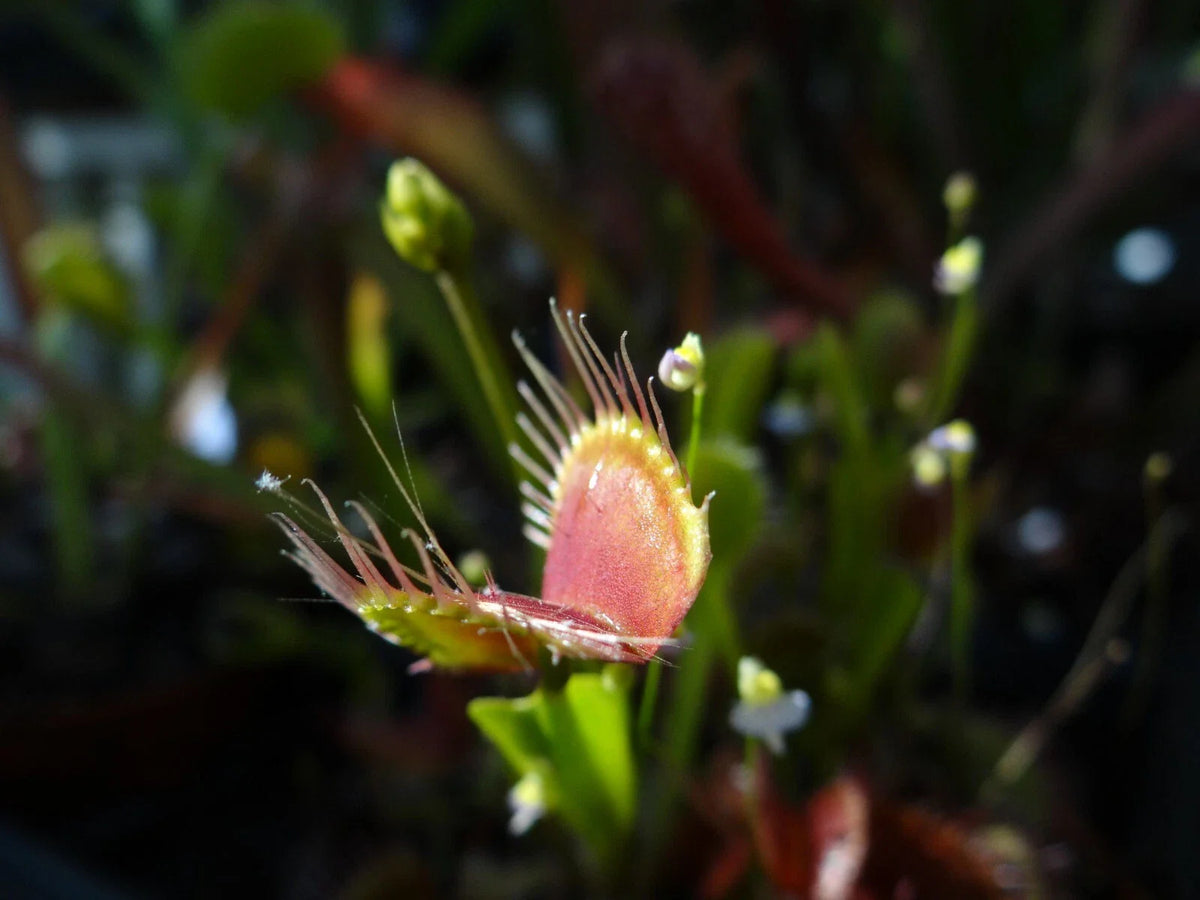 Venus Flytrap Potted Plant - Adult Dionaea muscipula - Carnivorous Houseplant - Unique Green Decor