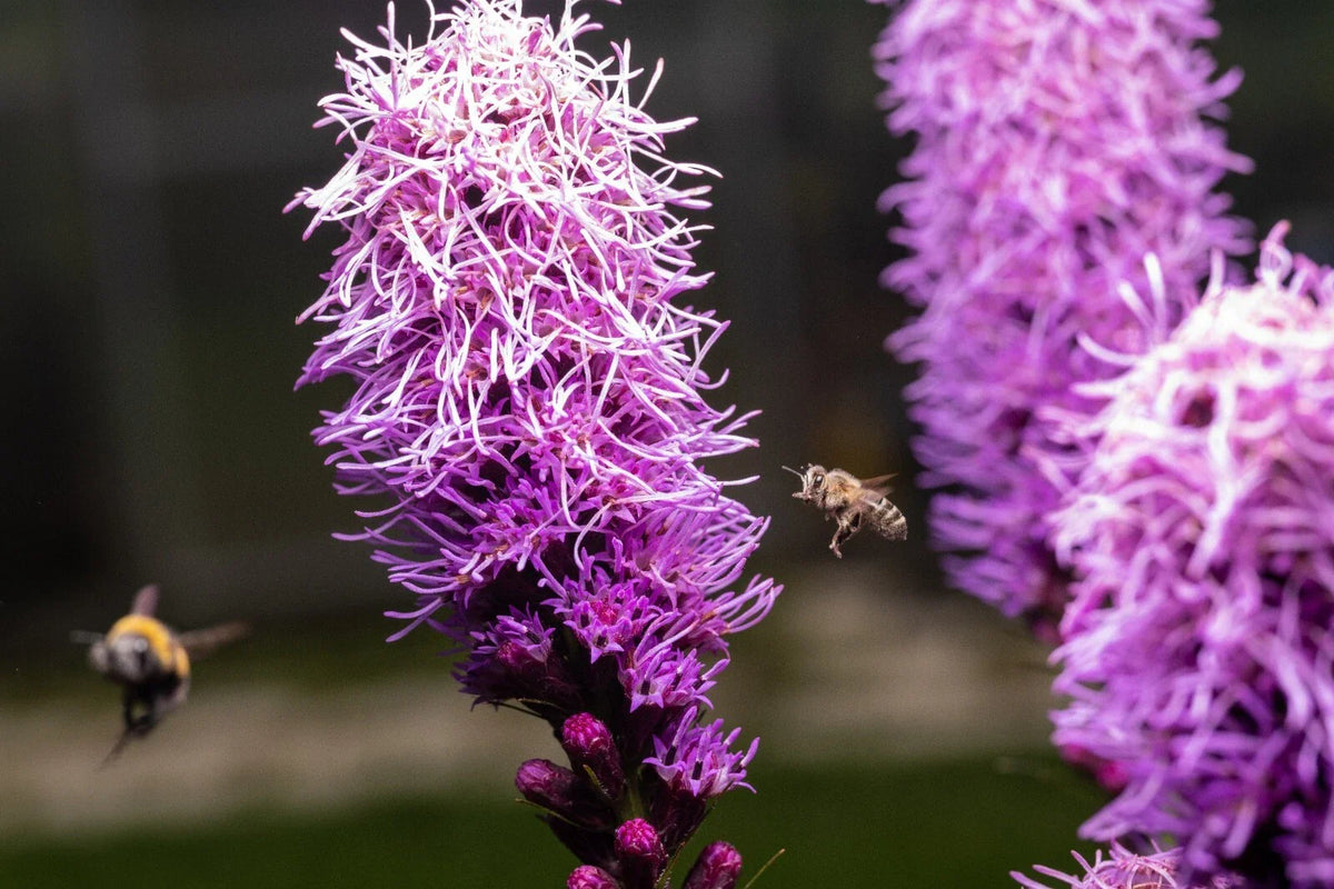 Kobold Dense Blazing Star Seeds - 25+ Seeds - Liatris spicata - Perennial Flower Seeds for Garden