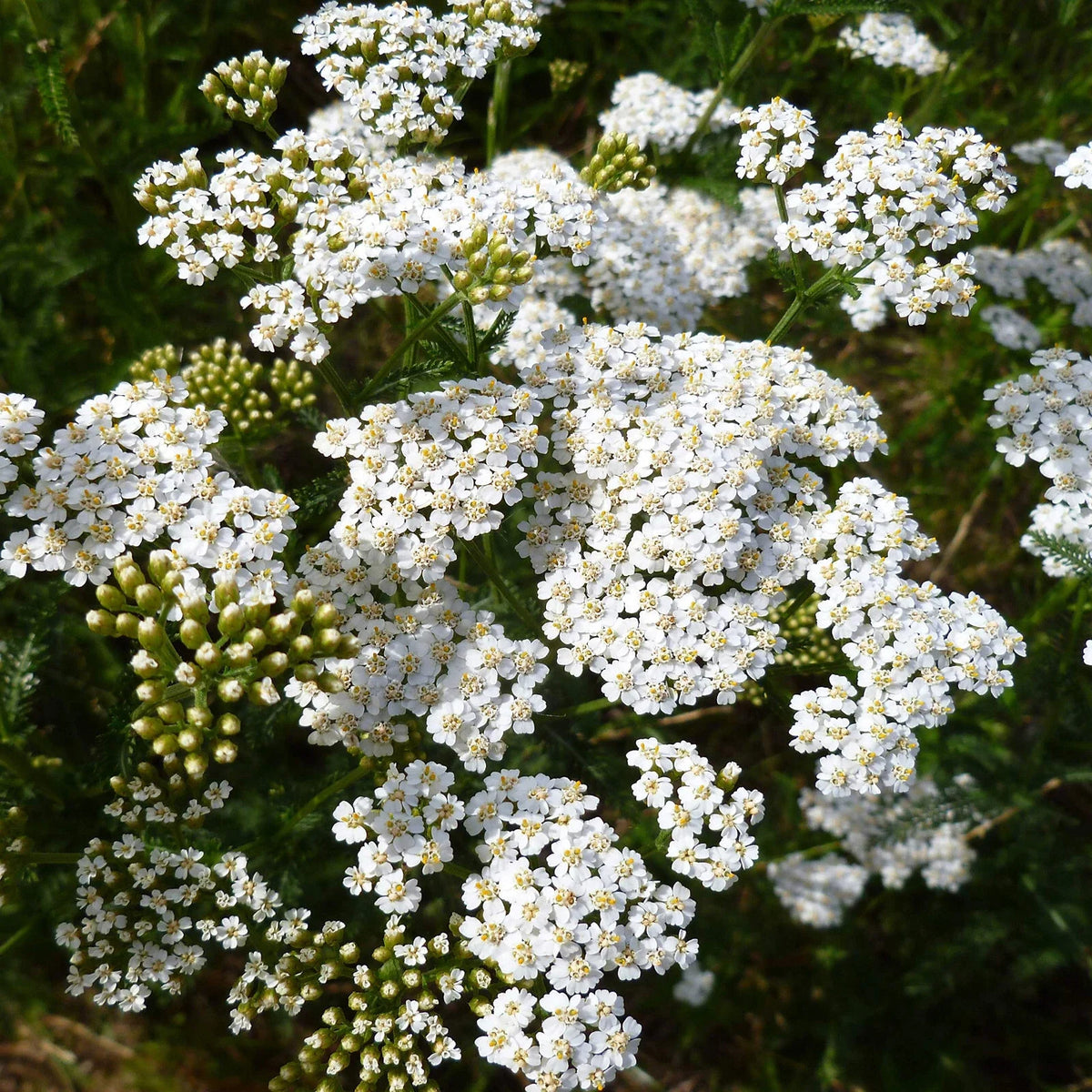 Yarrow Seeds - 2250 Count - White Perennial - Achillea millefolium - Non-GMO, Garden Planting Seeds
