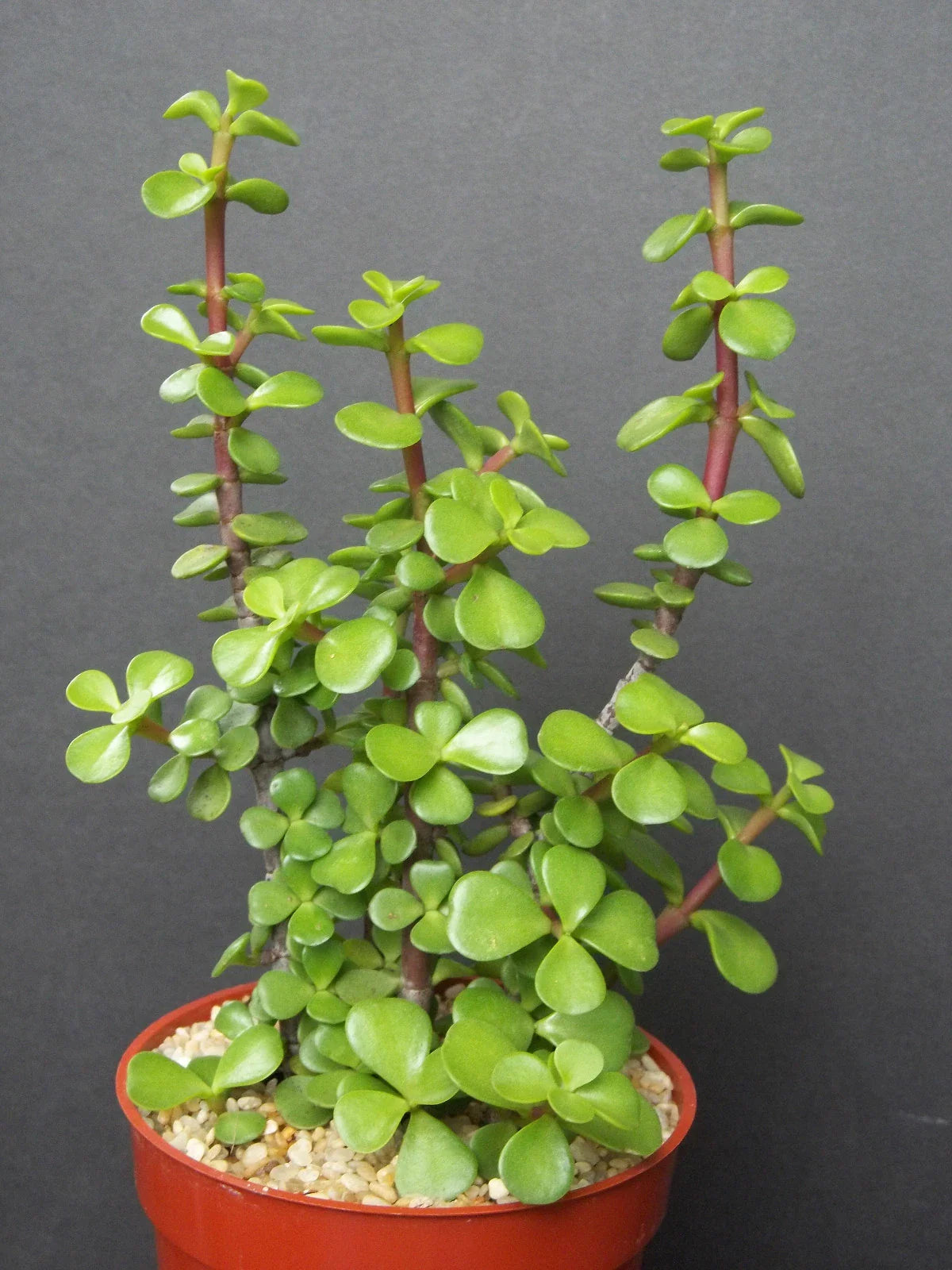 Mini Jade Tree Plant - Portulacaria Afra - Green Elephant Bush Bonsai - 4" Rare Succulent for Home Decor