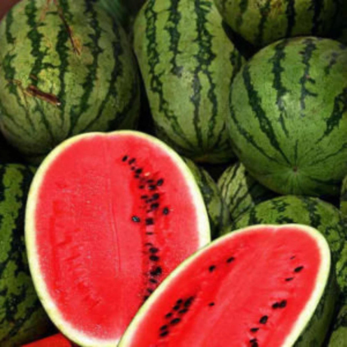 Cal Sweet Supreme Watermelon Seeds - 25+ Heirloom NON-GMO Melon Seeds - Sweet, Juicy Fruit (Citrullus lanatus)
