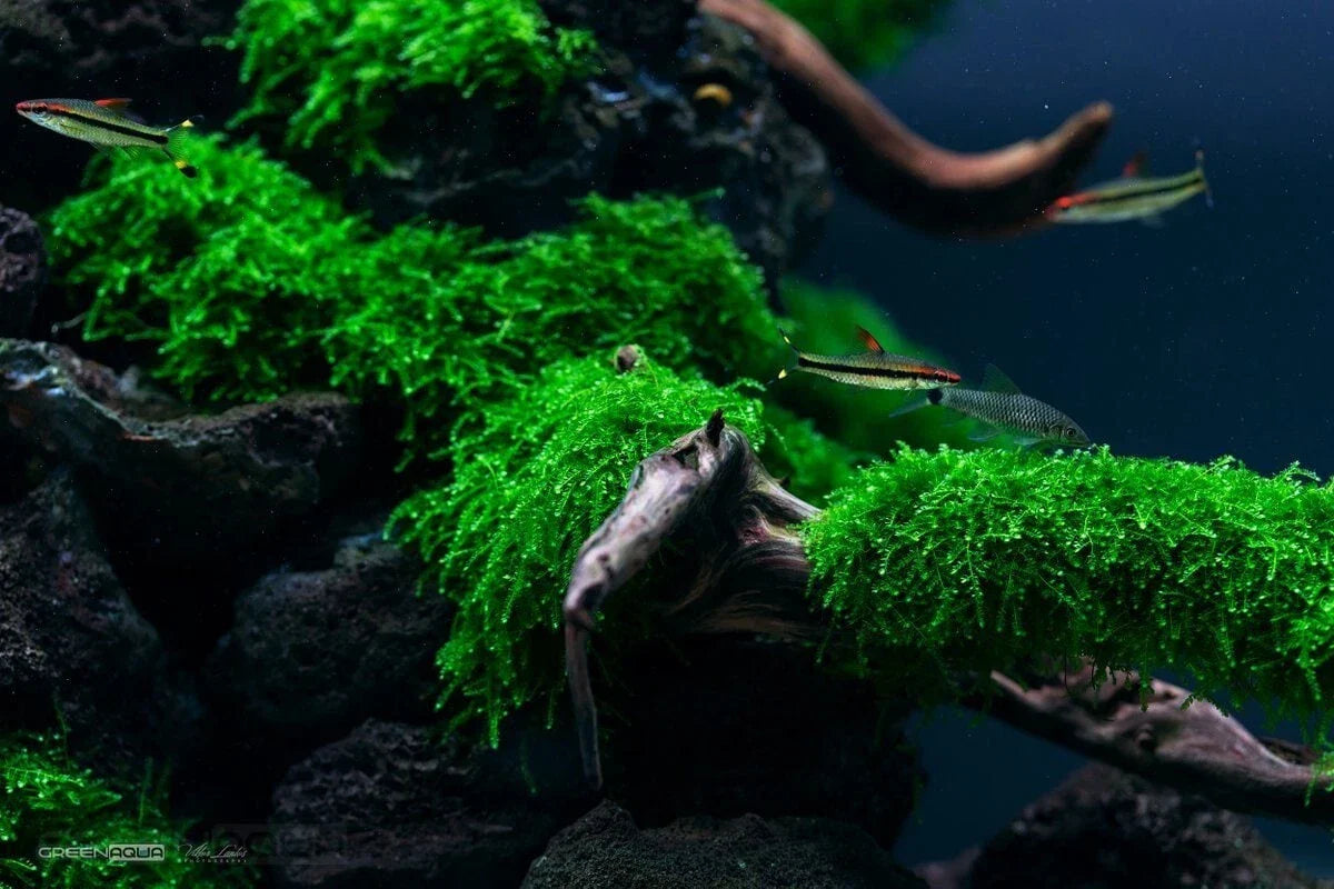 Weeping Moss 4oz Cup - Live Aquarium Plant, Aquatic Stems, Easy Care, Fontinalis antipyretica