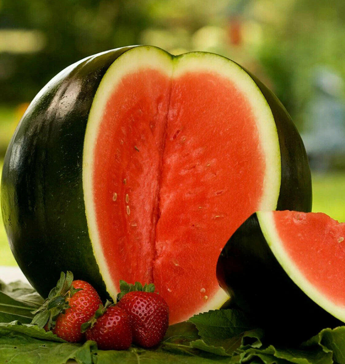 Sugar Baby Watermelon Seeds | Icebox Mini Melon Seeds | Citrullus lanatus | Personal Sized Fruit 2025