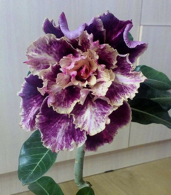 Purple Cream Desert Rose Seeds - Adenium Obesum - 4 Flower Seeds for Blooming Garden