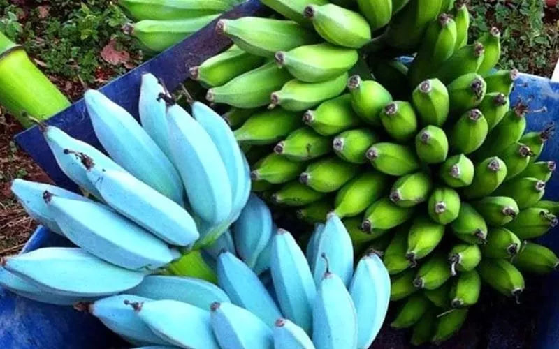 Live Blue Java Ice Cream Banana Tree Starter Plant - Well Rooted Musa acuminata