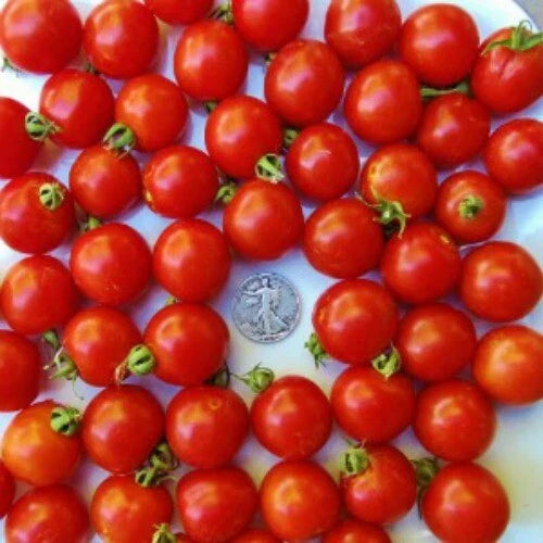 Tommy Toe Cherry Seeds - 25 Pack - Award Winning Australian Variety - Solanum lycopersicum
