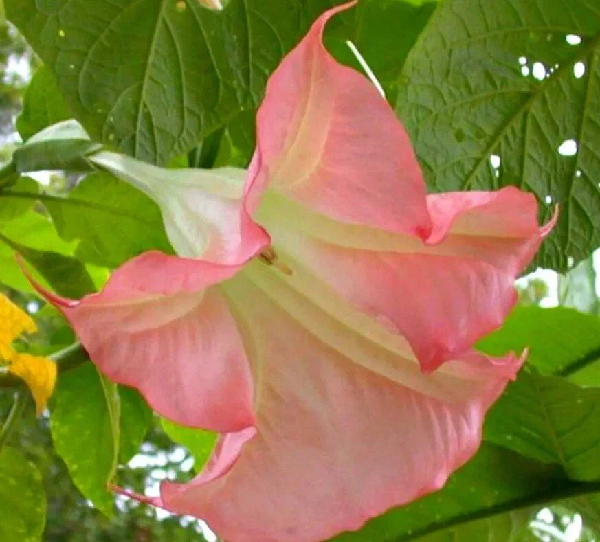 Sunset Angel Trumpet Seeds - 10 Brugmansia Datura Flowers - Exotic Garden Seeds for Planting