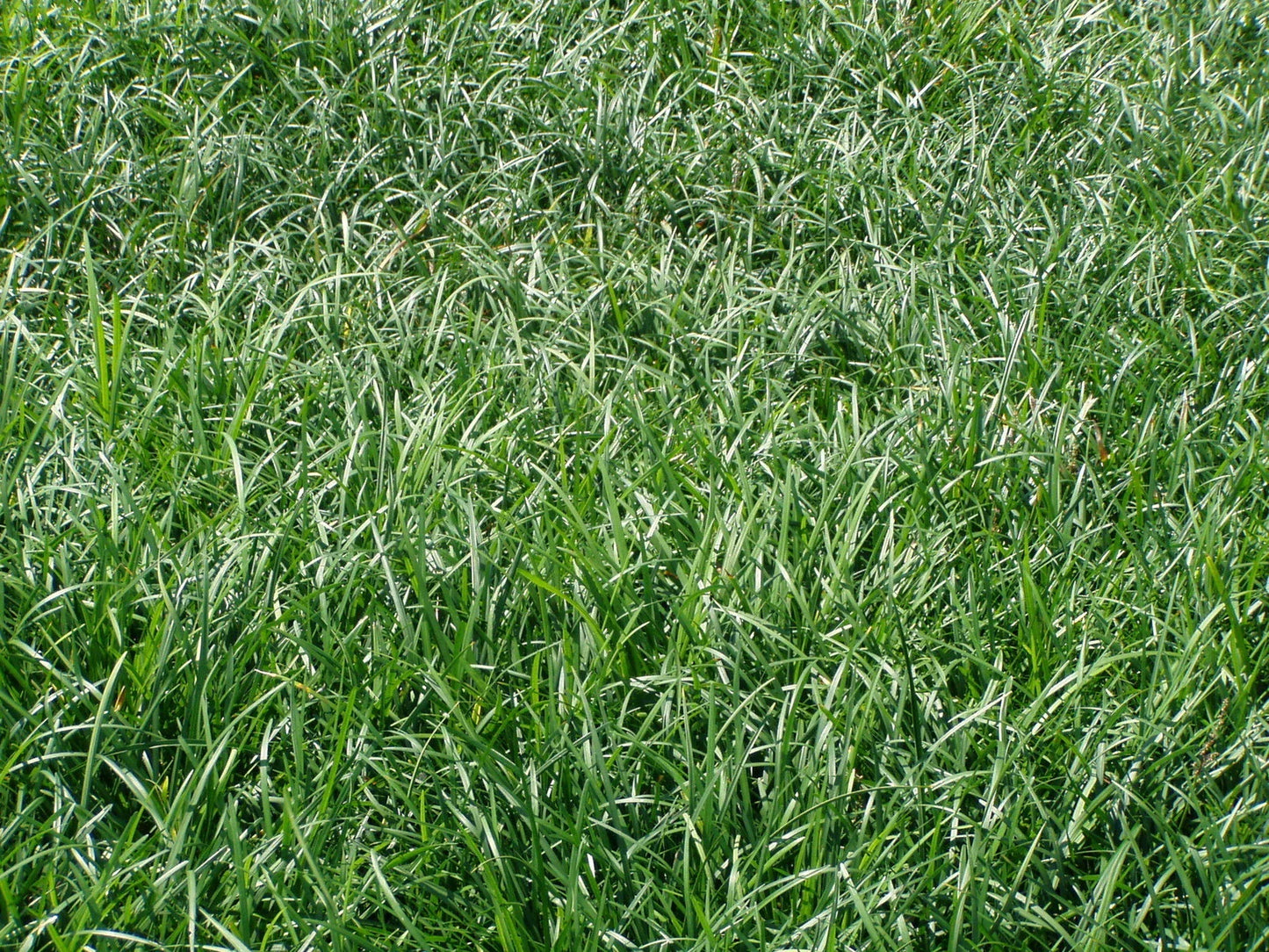 Liriope Spicata Bare Root Divisions - 100 Count - Ground Cover Perennial Plant