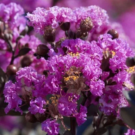 Purple Cape Myrtle Seeds - 20 Perennial Flower Seeds - Lagerstroemia indica - US Seller