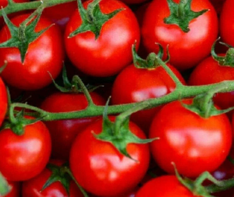 Large Red Cherry Tomato Seeds 100+ Indeterminate Garden Vegetables, Solanum lycopersicum