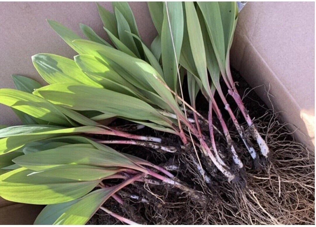 20 Organically Grown Ramps Wild Leeks Bulbs for Planting, Allium Species, Bare Root, Outdoor Garden, Fast Shipping