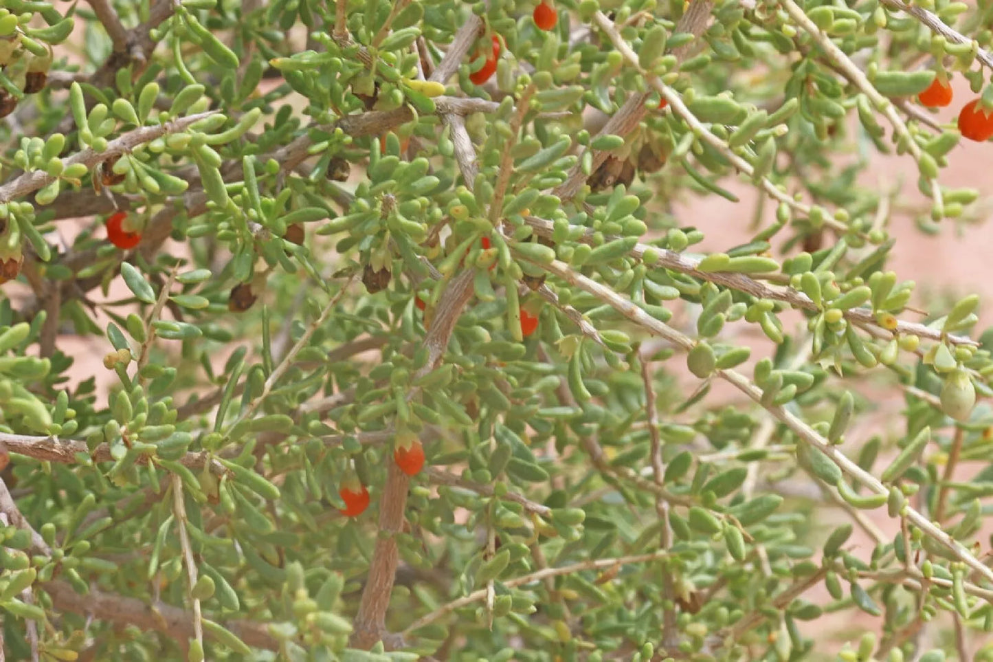 Desert Tomato Seeds 50+ Pack Lycium andersonii Non-GMO Organic Heirloom Free Shipping