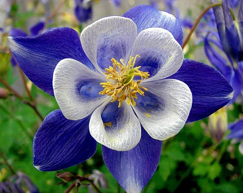 Columbine Seeds - 50 Bright Blue & White Perennial Flower Seeds - Aquilegia canadensis - US Seller