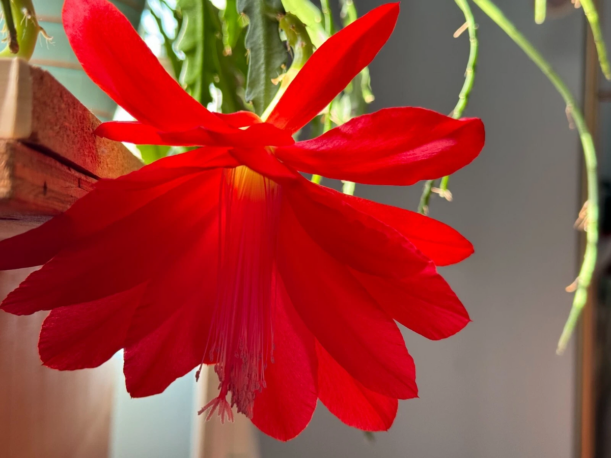 Red Epiphyllum Orchid Cactus Cuttings – 6 Live Unrooted Cuttings 6–8 Inch Long for Propagation