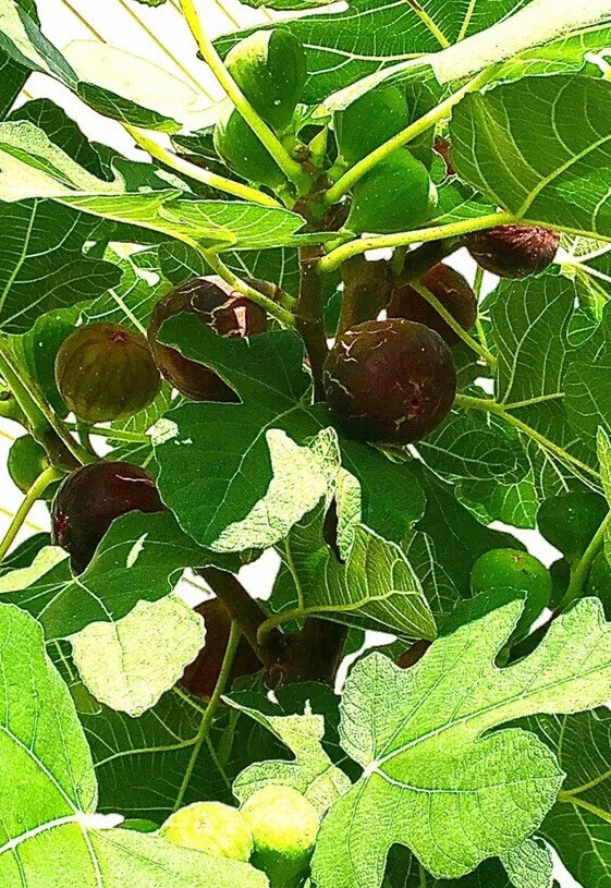 Hardy Chicago Fig Tree Unrooted Cuttings Set of 3 Cold Hardy Ficus Carica for Propagation