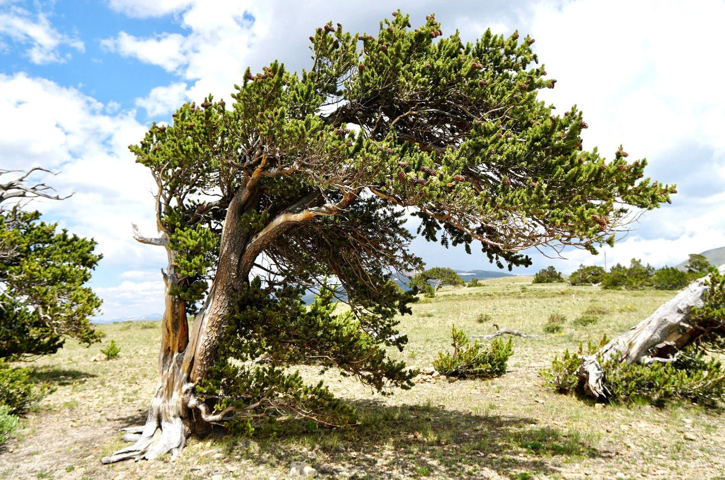 Bristlecone Pine Seedling 2 Year Old Bare Root – Pinus aristata, Bonsai Tree, Hardy Landscape Conifer