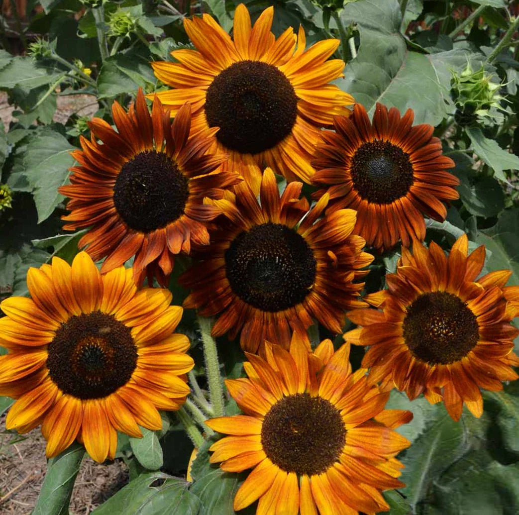 Sunflower Seeds | Tall Sunset Shades | Helianthus | Earthwalker 2025