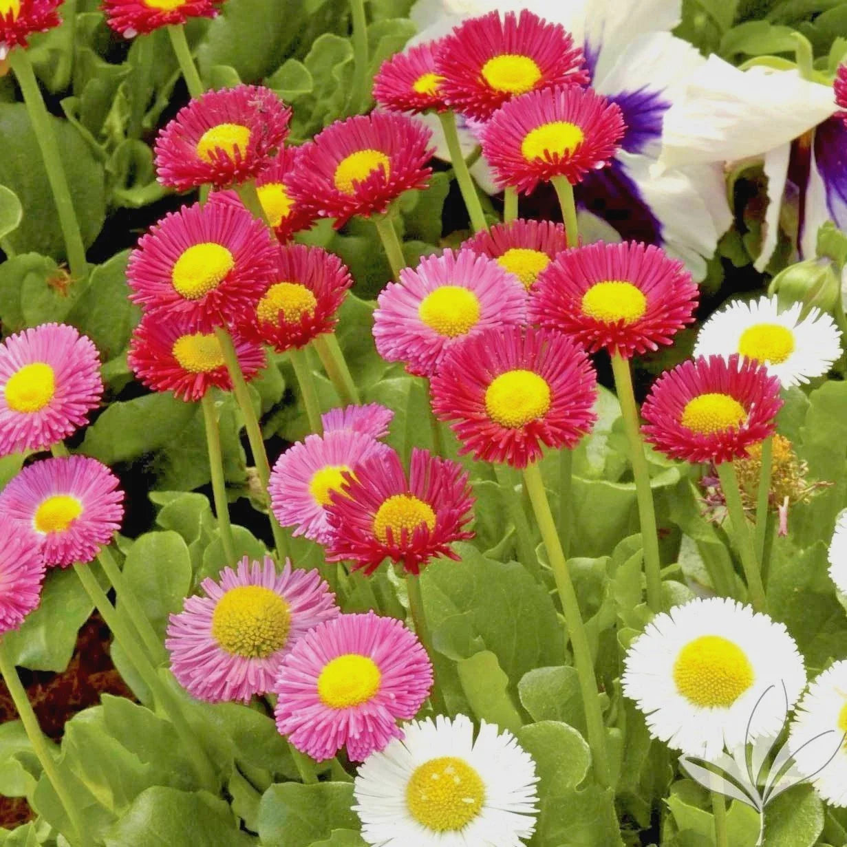 English Daisy Mix Flower Seeds - 401+ Seeds - European Wildflower Groundcover - Bellis perennis