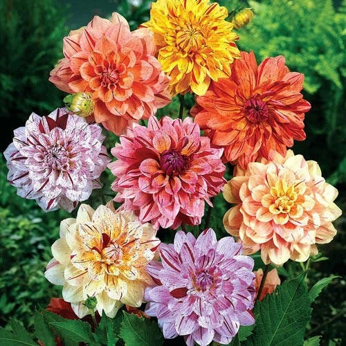 Dahlia Flower Seeds - 25 Rembrandt Variety - Perennial Blooming Seeds - Dahlia spp. - USA Seller