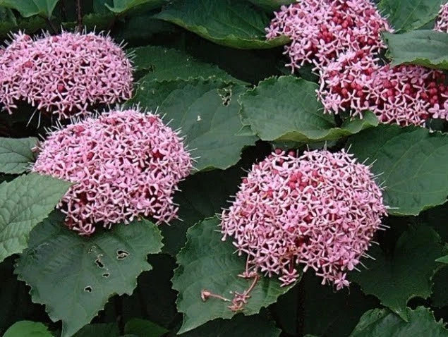 Clerodendrum Cuttings with Roots - Pink Flower - 3 Count - Ready to Plant